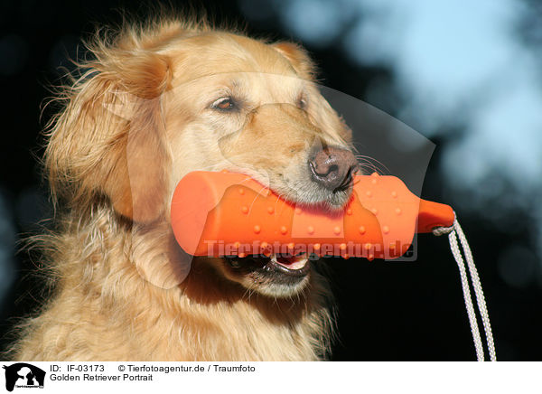 Golden Retriever Portrait / Golden Retriever Portrait / IF-03173