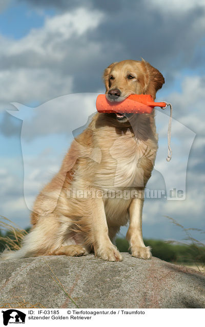 sitzender Golden Retriever / sitting Golden Retriever / IF-03185