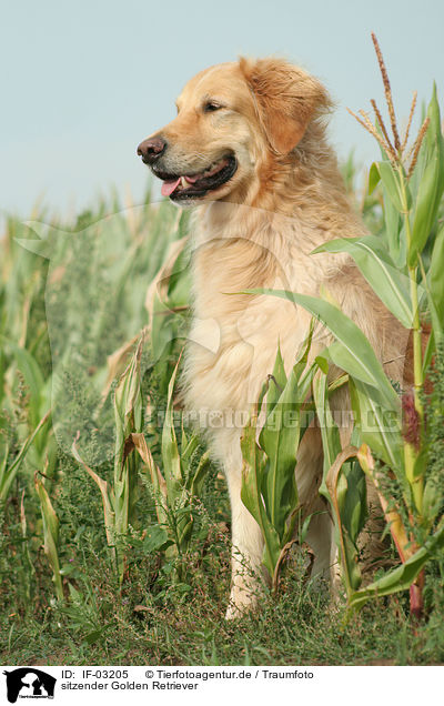 sitzender Golden Retriever / sitting Golden Retriever / IF-03205