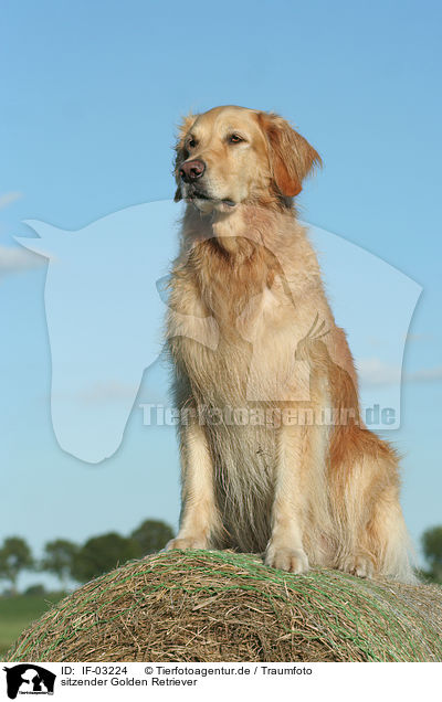 sitzender Golden Retriever / sitting Golden Retriever / IF-03224