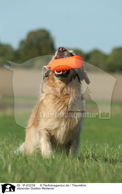 sitzender Golden Retriever / IF-03238