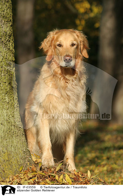 sitzender Golden Retriever / sitting Golden Retriever / IF-03559