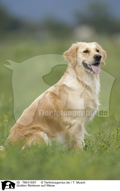 Golden Retriever auf Wiese / Golden Retriever on meadow / TM-01697