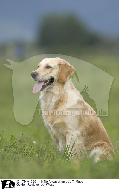 Golden Retriever auf Wiese / Golden Retriever on meadow / TM-01699