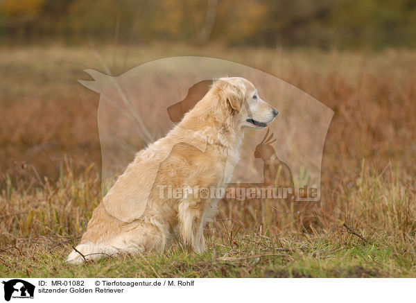 sitzender Golden Retriever / sitting Golden Retriever / MR-01082