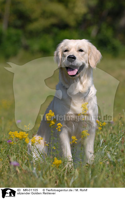 sitzender Golden Retriever / sitting Golden Retriever / MR-01105