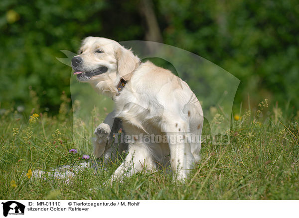 sitzender Golden Retriever / sitting Golden Retriever / MR-01110