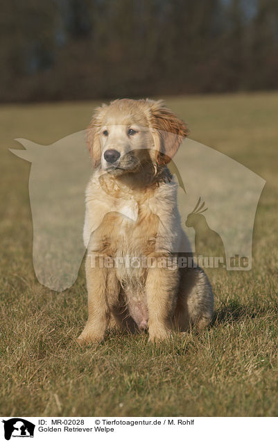 Golden Retriever Welpe / Golden Retriever puppy / MR-02028