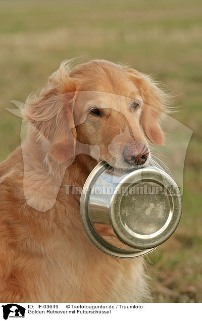 Golden Retriever mit Futterschssel / Golden Retriever with food bowl / IF-03649