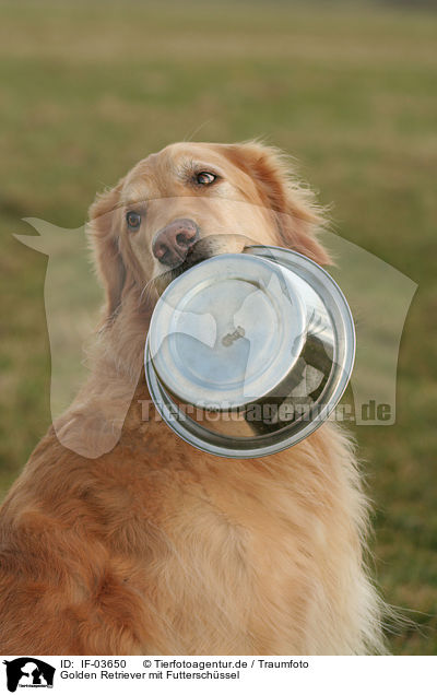 Golden Retriever mit Futterschssel / Golden Retriever with food bowl / IF-03650