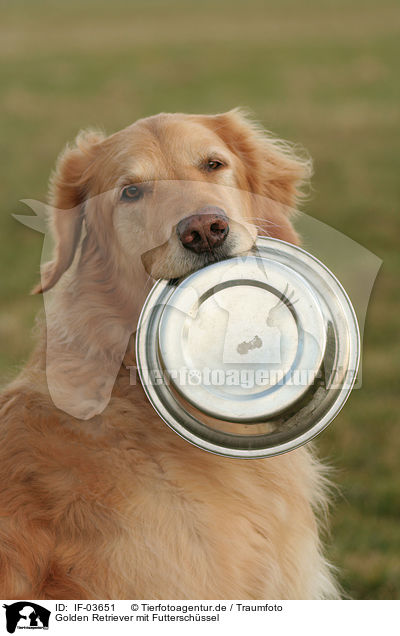 Golden Retriever mit Futterschssel / Golden Retriever with food bowl / IF-03651