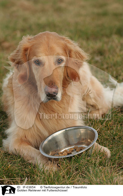 Golden Retriever mit Futterschssel / Golden Retriever with food bowl / IF-03654