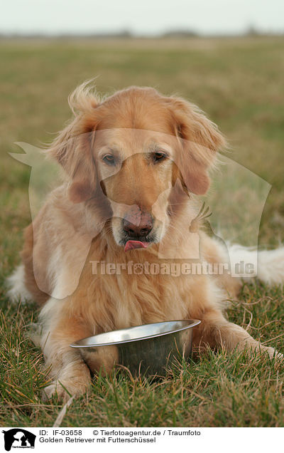 Golden Retriever mit Futterschssel / Golden Retriever with food bowl / IF-03658