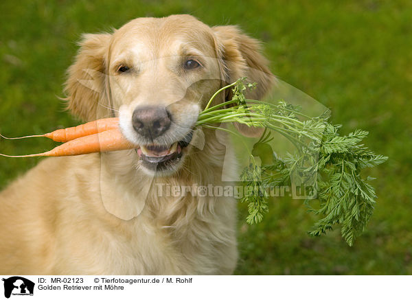 Golden Retriever mit Mhre / Golden Retriever with carrot / MR-02123