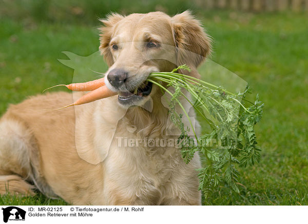 Golden Retriever mit Mhre / Golden Retriever with carrot / MR-02125