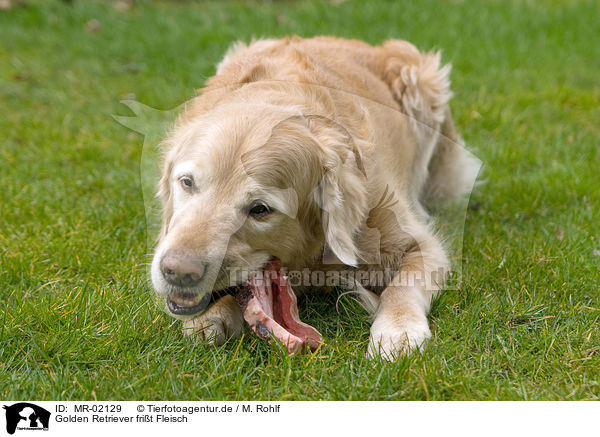 Golden Retriever frit Fleisch / Golden Retriever eats meat / MR-02129