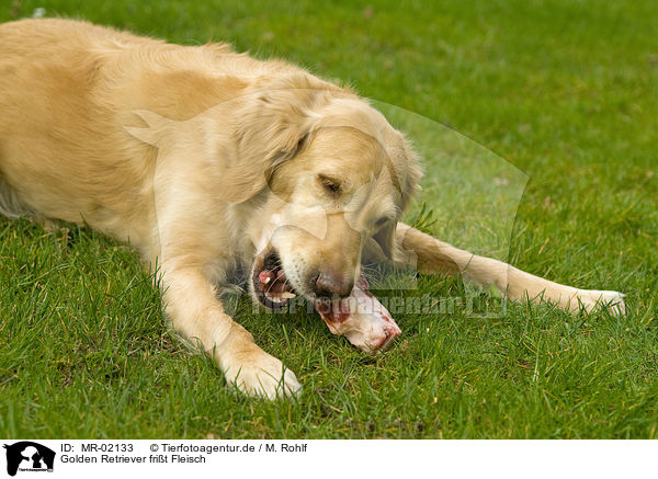 Golden Retriever frit Fleisch / Golden Retriever eats meat / MR-02133