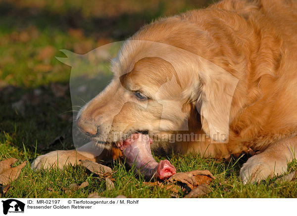 fressender Golden Retriever / eating Golden Retriever / MR-02197