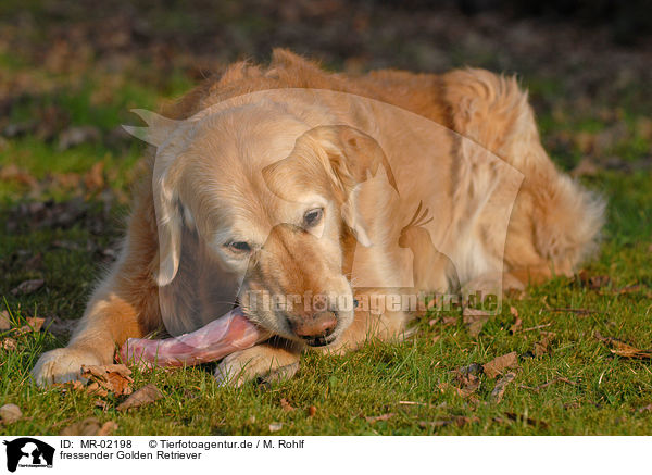 fressender Golden Retriever / eating Golden Retriever / MR-02198