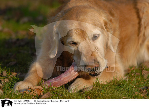 fressender Golden Retriever / eating Golden Retriever / MR-02199