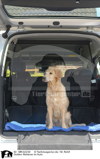 Golden Retriever im Auto / Golden Retriever in car / MR-02239