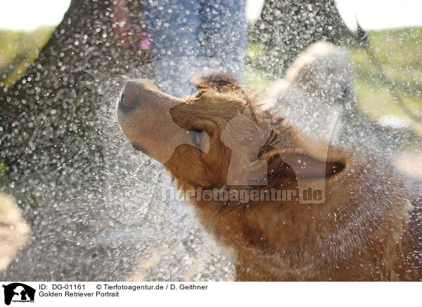 Golden Retriever Portrait / Golden Retriever Portrait / DG-01161