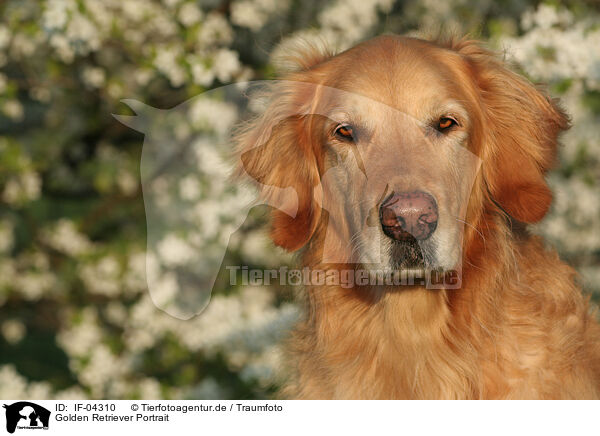 Golden Retriever Portrait / Golden Retriever Portrait / IF-04310