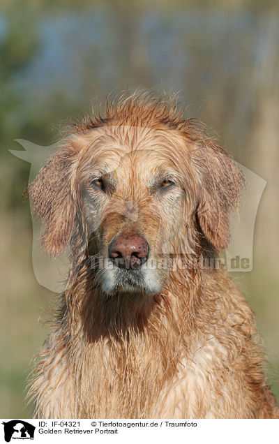 Golden Retriever Portrait / Golden Retriever Portrait / IF-04321