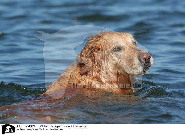 schwimmender Golden Retriever / swimming Golden Retriever / IF-04326