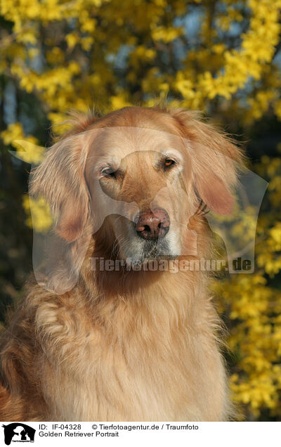 Golden Retriever Portrait / Golden Retriever Portrait / IF-04328