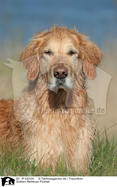 Golden Retriever Portrait / Golden Retriever Portrait / IF-04334