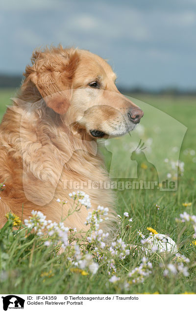 Golden Retriever Portrait / Golden Retriever Portrait / IF-04359