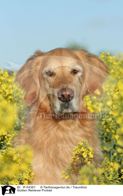 Golden Retriever Portrait / Golden Retriever Portrait / IF-04361