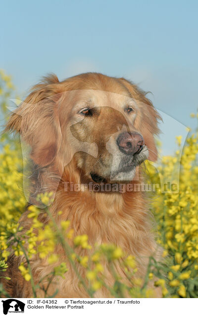 Golden Retriever Portrait / Golden Retriever Portrait / IF-04362