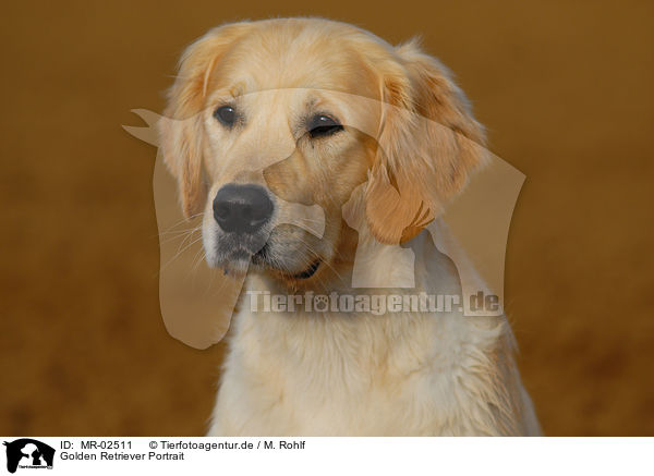 Golden Retriever Portrait / Golden Retriever Portrait / MR-02511