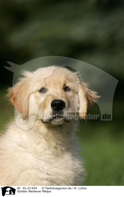 Golden Retriever Welpe / Golden Retriever puppy / KL-01454