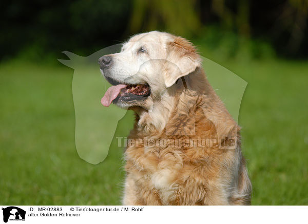 alter Golden Retriever / MR-02883