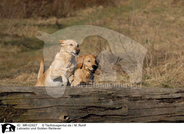 Labrador und Golden Retriever / MR-02927