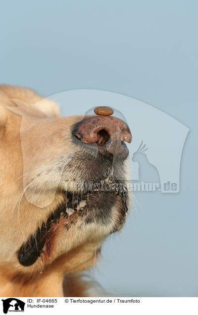 Hundenase / dog's nose / IF-04665