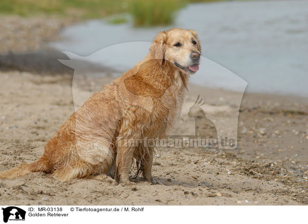 Golden Retriever / Golden Retriever / MR-03138