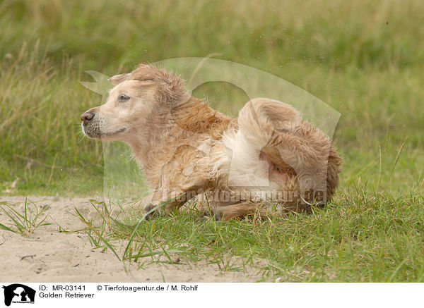 Golden Retriever / Golden Retriever / MR-03141