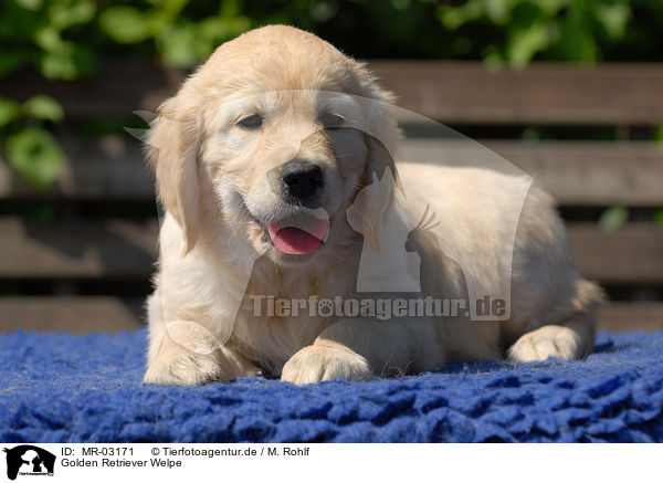 Golden Retriever Welpe / Golden Retriever puppy / MR-03171