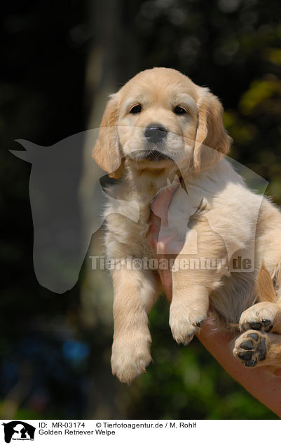 Golden Retriever Welpe / Golden Retriever puppy / MR-03174