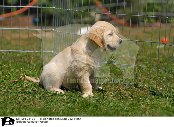 Golden Retriever Welpe / Golden Retriever puppy / MR-03178
