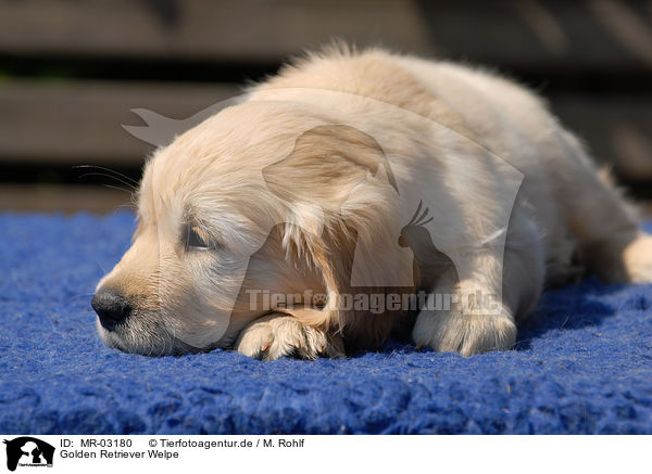 Golden Retriever Welpe / Golden Retriever puppy / MR-03180