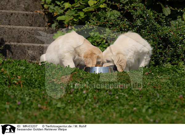 fressender Golden Retriever Welpe / eating Golden Retriever puppy / MR-03207