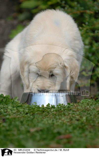 fressender Golden Retriever / eating Golden Retriever puppy / MR-03209