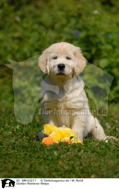 Golden Retriever Welpe / Golden Retriever puppy / MR-03211