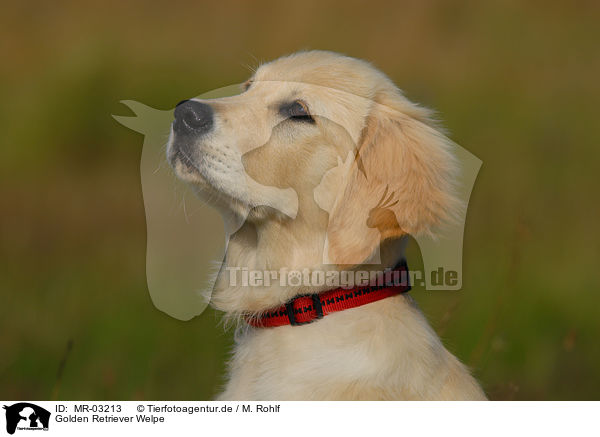 Golden Retriever Welpe / Golden Retriever puppy / MR-03213