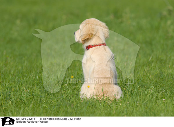 Golden Retriever Welpe / Golden Retriever puppy / MR-03216